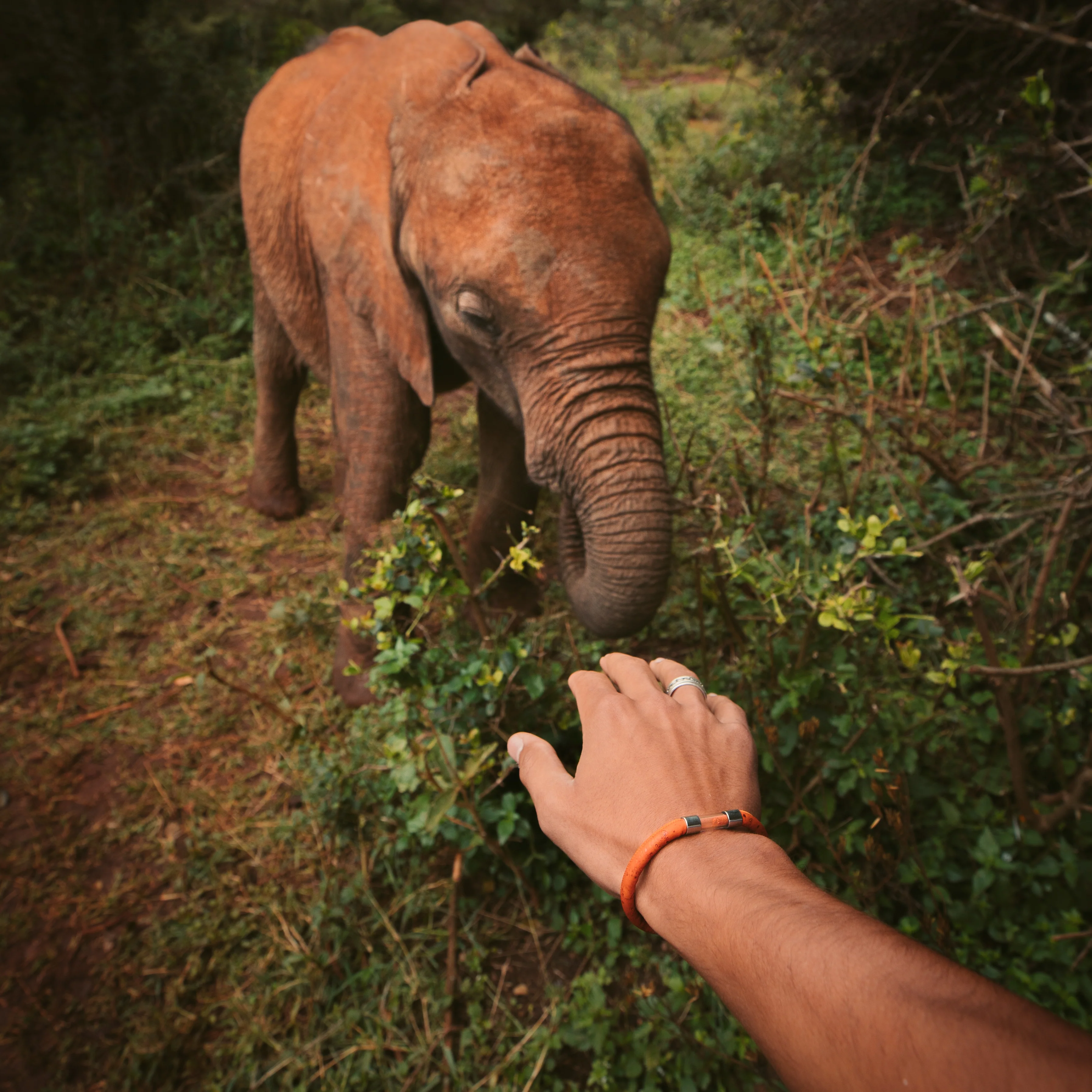 Elephant Legend Bracelet - Image 3
