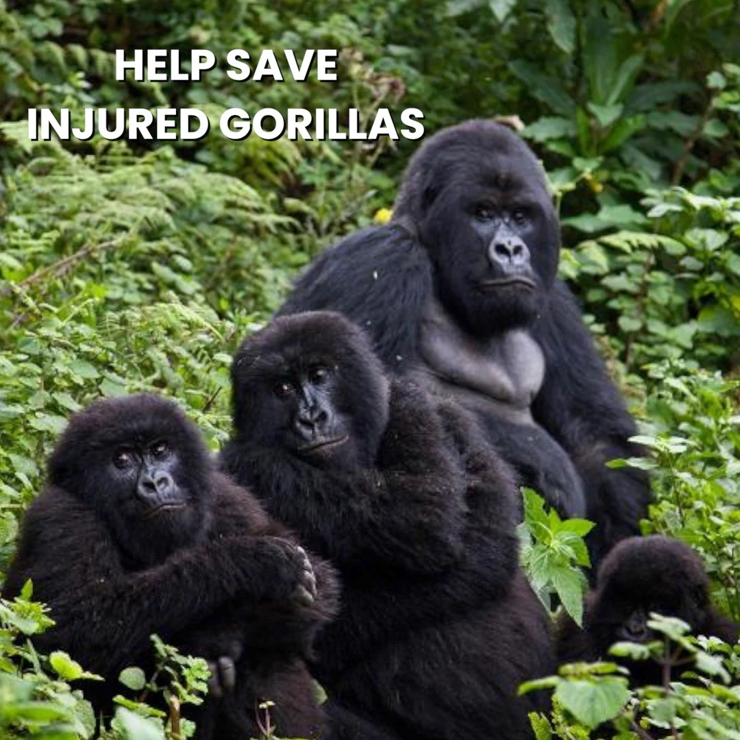 Gorilla Hat - Image 5
