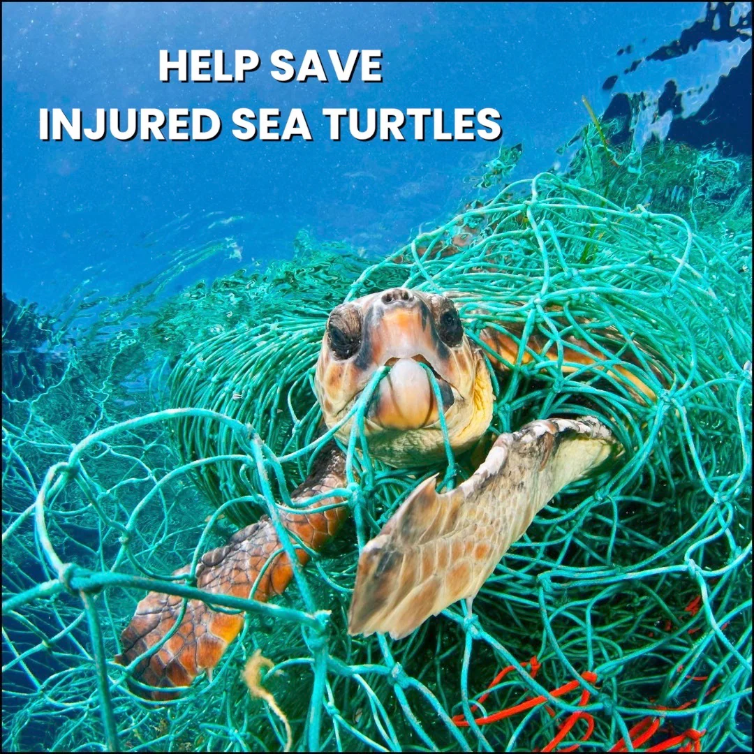 Sea Turtle Hat - Image 5